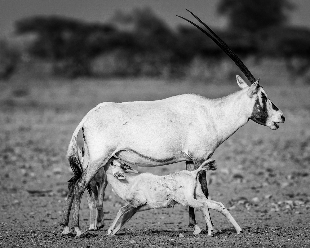 Arabian Oryx from Haitham AL Farsi