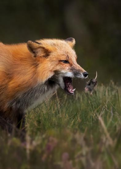 Fox playing with mouse