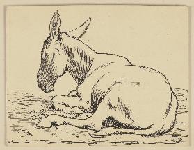 Zeichnung zur Fibel: Esel