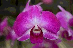 Orchidee 0043