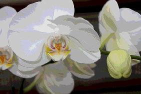 Orchidee 0047