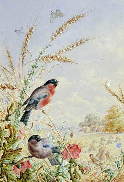 Bullfinches in a harvest field from Harry Bright