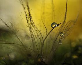 A golden morning shower