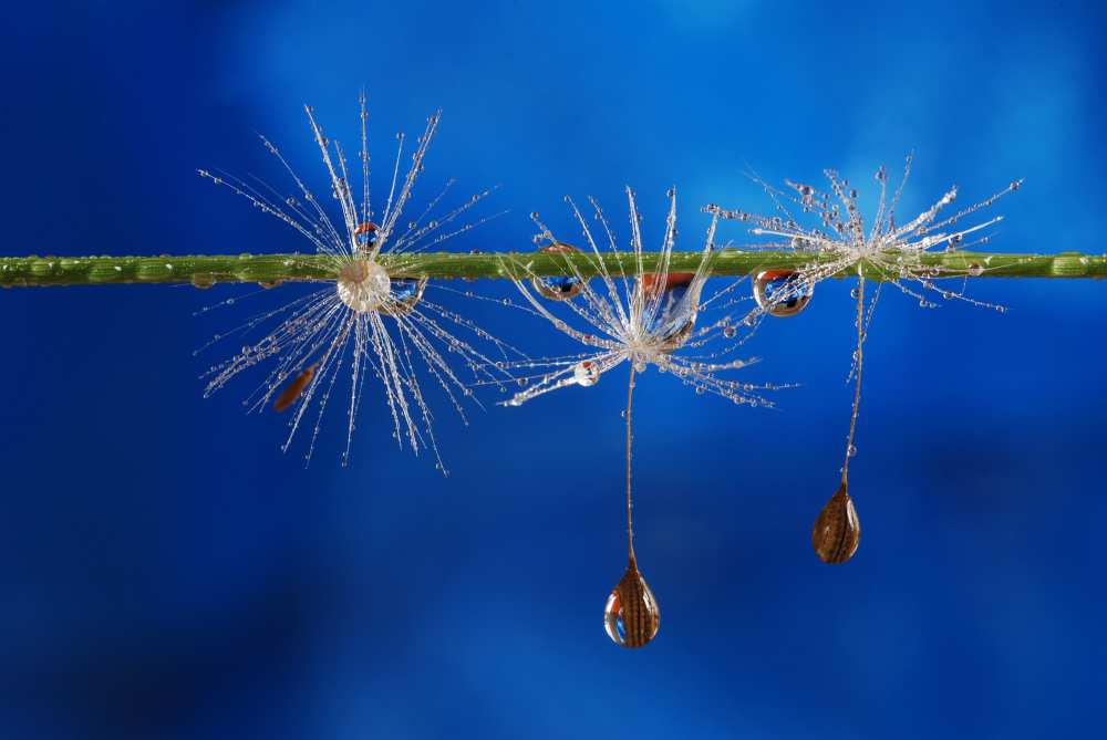 Blue drops of life from Heidi Westum