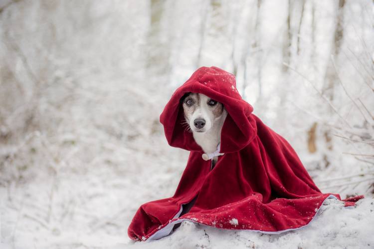 Little Red Riding Hood in Winter from Heike Willers