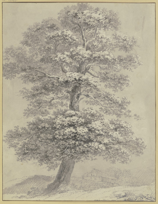 Oak trees from Heinrich Rieter