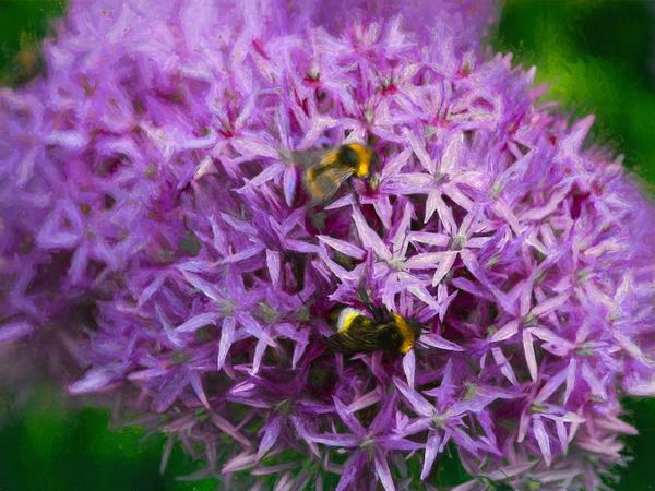 Bees in the aliums from Helen White
