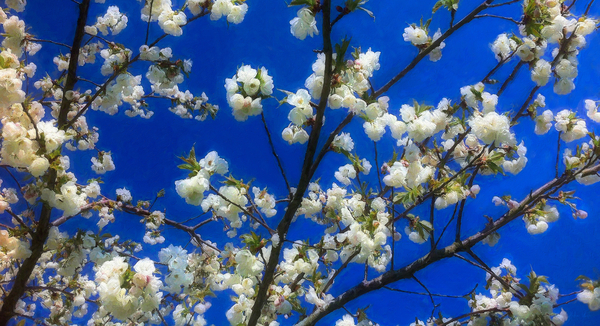 Blossom on Blue from Helen White