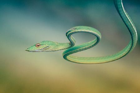 green vine snake