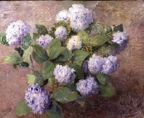 Blue Hydrangeas