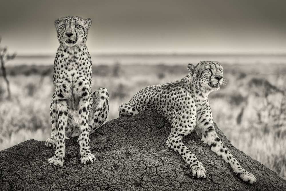 Two Cheetahs watching out from Henrike Scheid