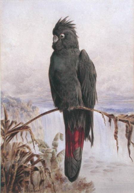 Australian Red-Tailed Black Cockatoo (w/c & bodycolour on paper) from Henry Bright