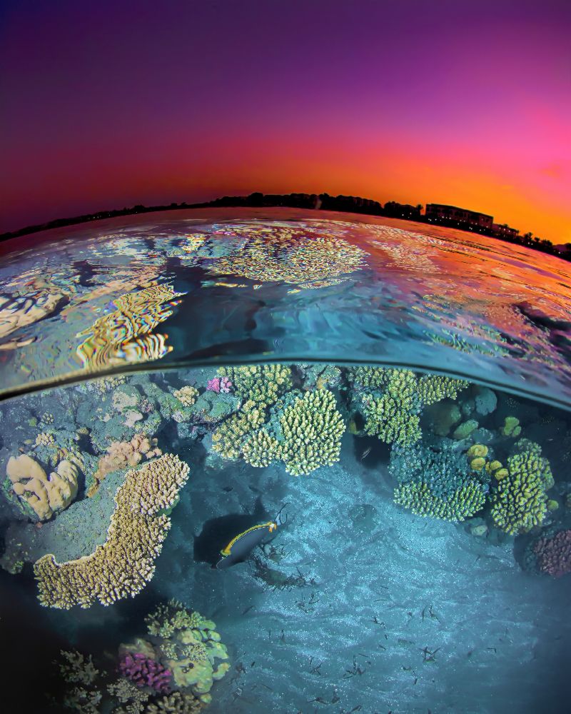 Dusk at the Red Sea Reef from Henry Jager