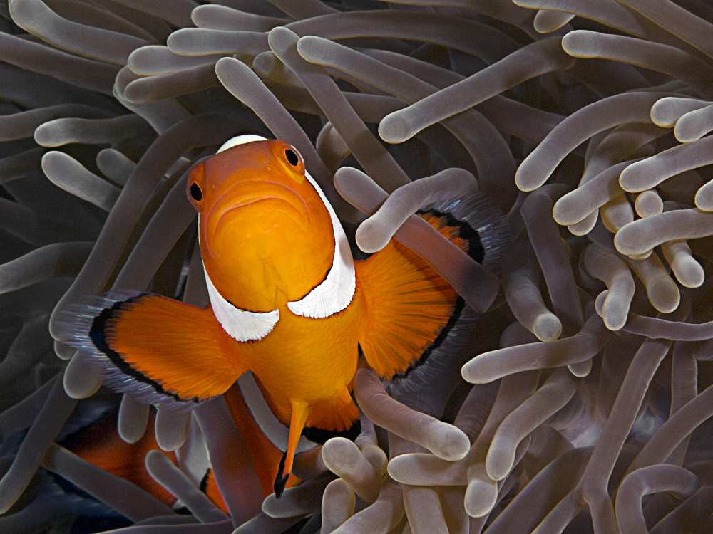 Anemonefish from Henry Jager