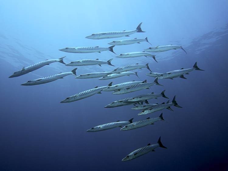 Barracudas from Henry Jager