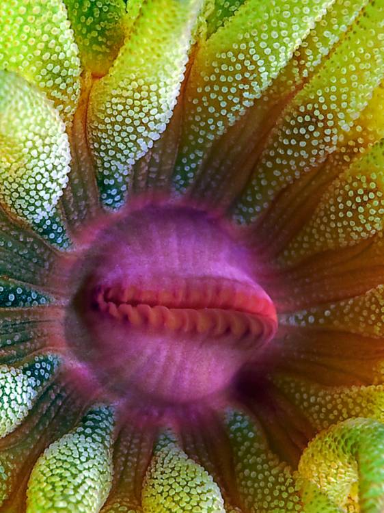 Cup Coral Portrait from Henry Jager