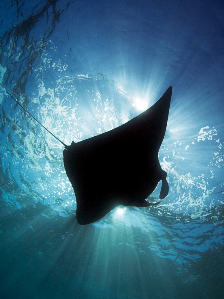 Manta Silhouette from Henry Jager