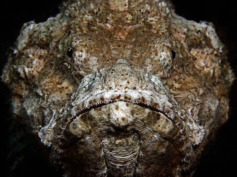 Scorpionfish Portrait from Henry Jager