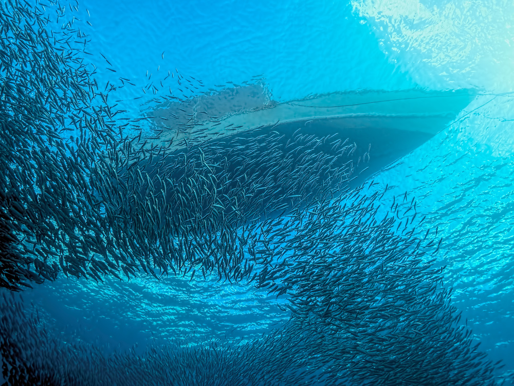 Sardines under the Boat from Henry Jager