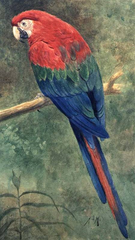 Red and Blue Macaw (w/c heightened with white on paper) from Henry Stacey Marks