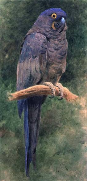 Hyacinth Macaw (w/c heightened with white on paper)