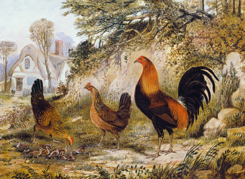 Cockerel, Hens and Chicks from Henry Thomas Alken