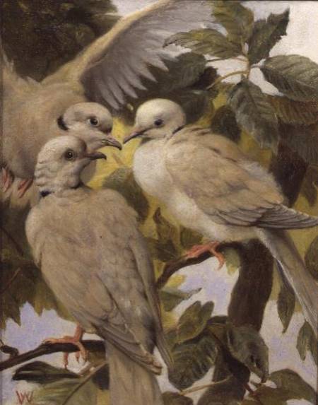Three Ringed Doves from Henry Weekes
