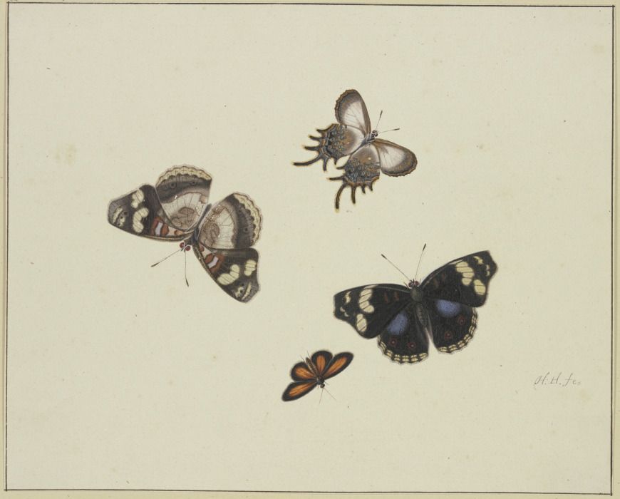 Four butterflies from Herman Henstenburgh