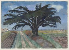 Großer Baum zwischen Feldern bei Montauban
