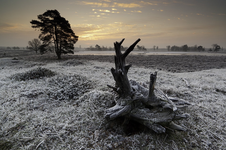 Early Frost from Hillebrand Breuker