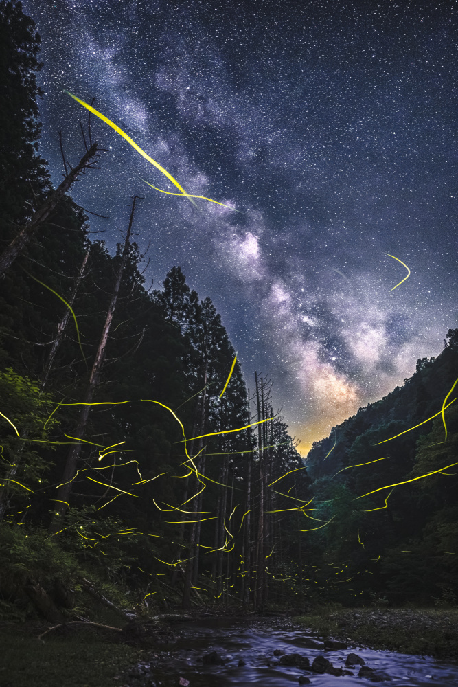 A summer night with fireflies from Hiroaki Ikeshita
