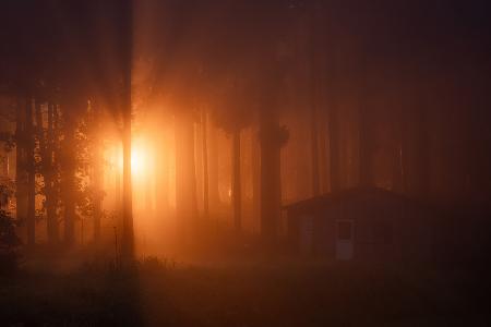 Light in the Mist