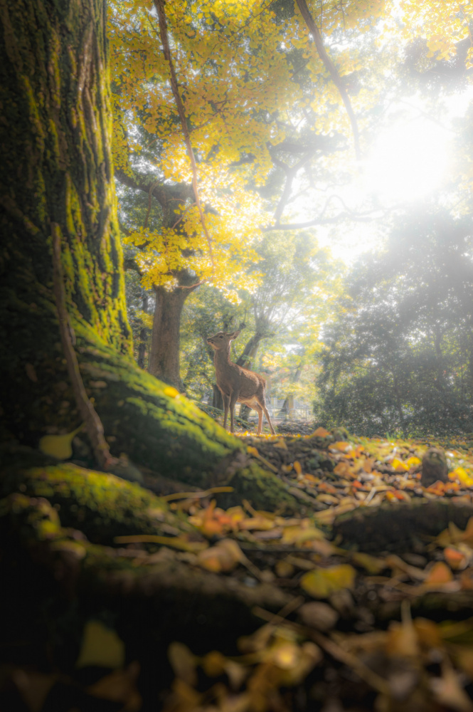A fawn in the autumn forest from まちゅばら/Hiroki Matsubara