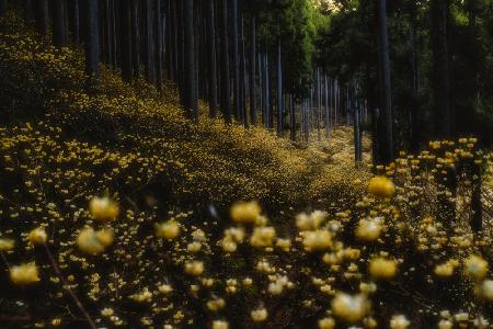 Golden forest (”Mitsumata” in full bloom)