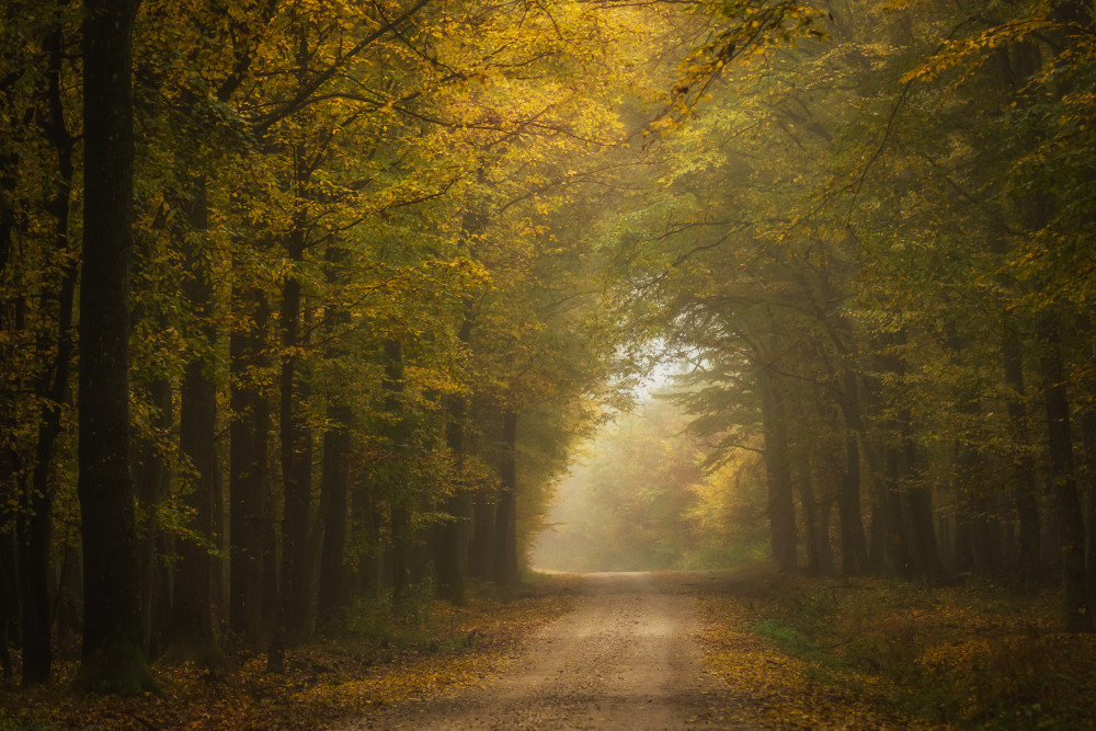 Autumn forest from Hober Szabolcs