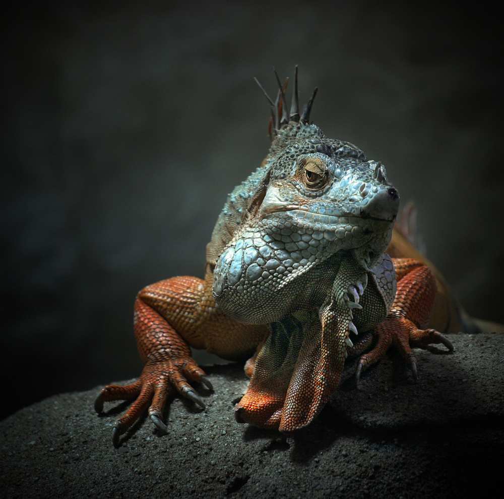 I am the King ,.. who else ! from Holger Droste