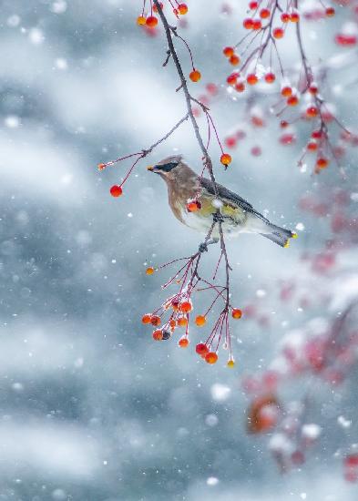 Song Of Winter