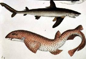 Lesser Spotted Dogfish, Pl.93 from "Naturgeschichte und Abbildung der Fische, 1836