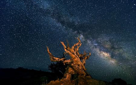 The Galaxy and ancient bristlecone pine	