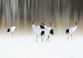 Red-crested white cranes