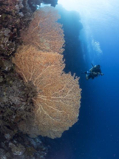 Gorgonian Coral and a diver