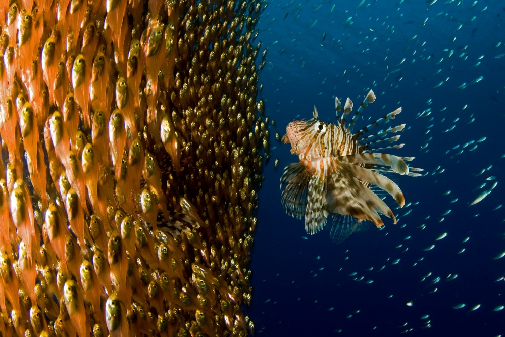 Lion fish staring at its lunch from Ilan Ben Tov