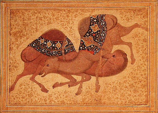Two Camels Fighting from Indian School
