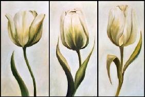 Three tulips