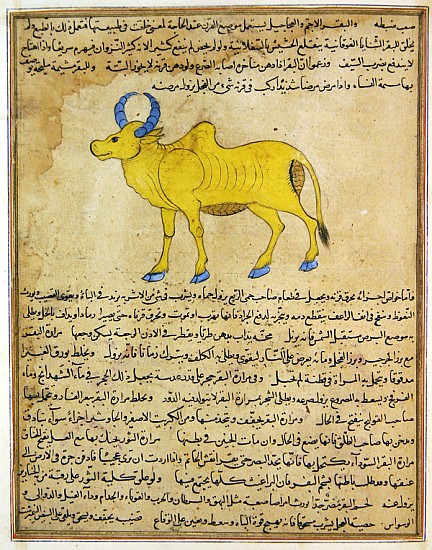Ms E-7 fol.181b Zebu, illustration from ''The Wonders of the Creation and the Curiosities of Existen from Islamic School