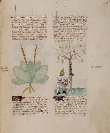Collecting Turpentine, from 'Tractatus de Herbis' by Pedanius Dioscorides c.40-90 AD) from Italian pictural school