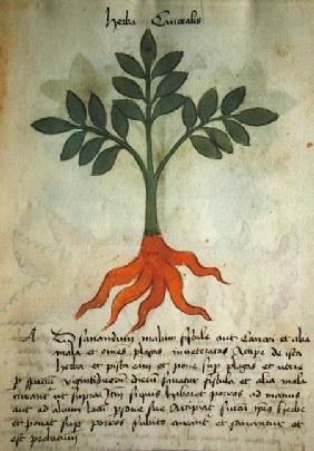 Ms 320 M fol.14r Herba Cancealis, from 'Liber Herbarius una cum rationibus conficiendi medicamenta'