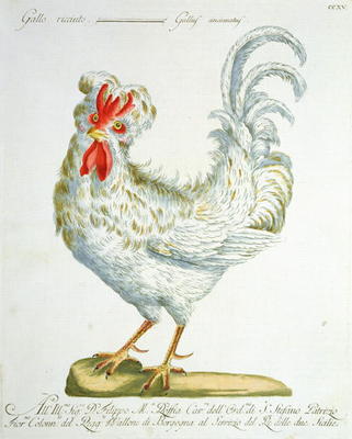 Curly-Haired Cockerel, c.1767-76 (hand coloured engraving) from Italian School, (18th century)
