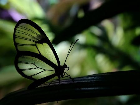 Clear Winged Butterfly