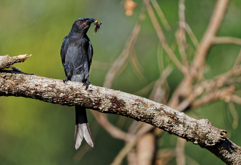 Ashy drongo with prey from Ivan Miksik